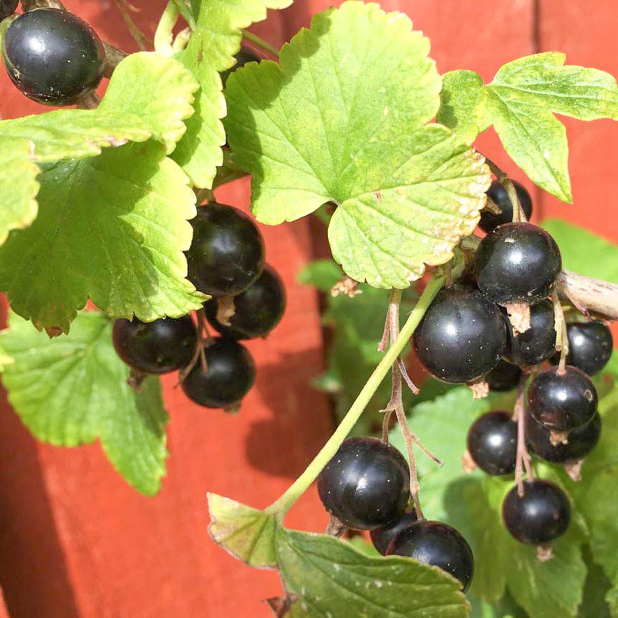 BLACKCURRANT BUD NO. 08